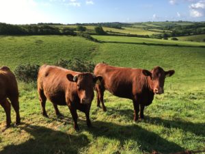 Red Devon Cattle